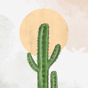 Cactus bajo el Sol