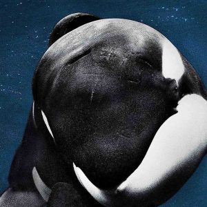 Blackfish 2013