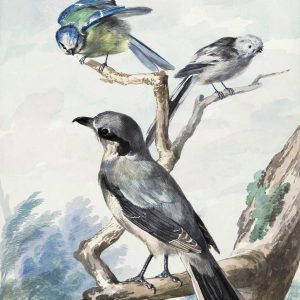 Aves en la Rama