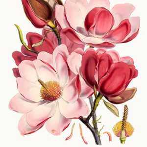 Magnolias Rosadas