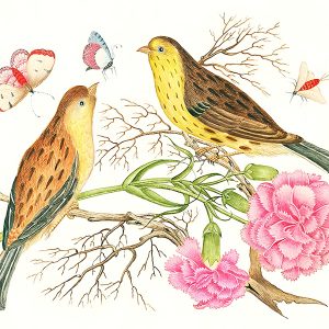 Aves entre Claveles