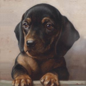 Cachorro en la Repisa